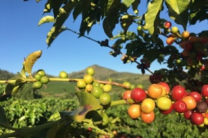 Novas cultivares de café arábica são indicadas para plantio no estado do  Espírito Santo - Portal Embrapa