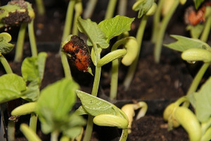 A Importancia Da Vida Social Das Plantas Para A Gestao E Conservacao Da Biodiversidade Canal Nutricao Tech4health