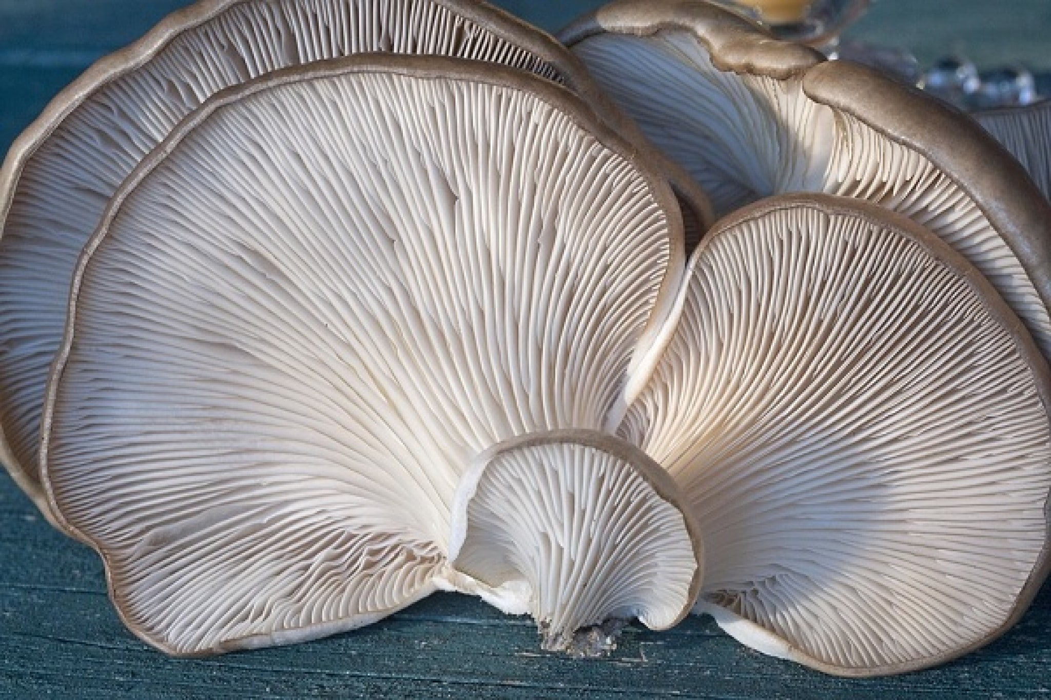 Cogumelos É Um Exemplo De Proteina De Alto Valor Biológico